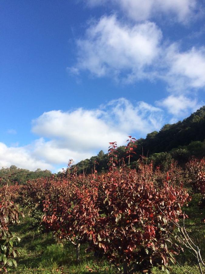 Pousada Parque Das Pitangueiras Flores da Cunha Exteriör bild